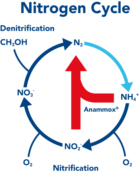 ANAMMOX - ammonia removal by Paques - nitrogen cycle